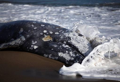 Hallan el cuerpo de un juvenil de ballena gris en la costas de California (Estados Unidos) Unidos)