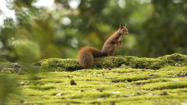 Las ciudades necesitan más purificadores de aire naturales: árboles y musgo