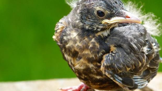 «No lo cojas»: ese pollito no es huérfano, está de paseo