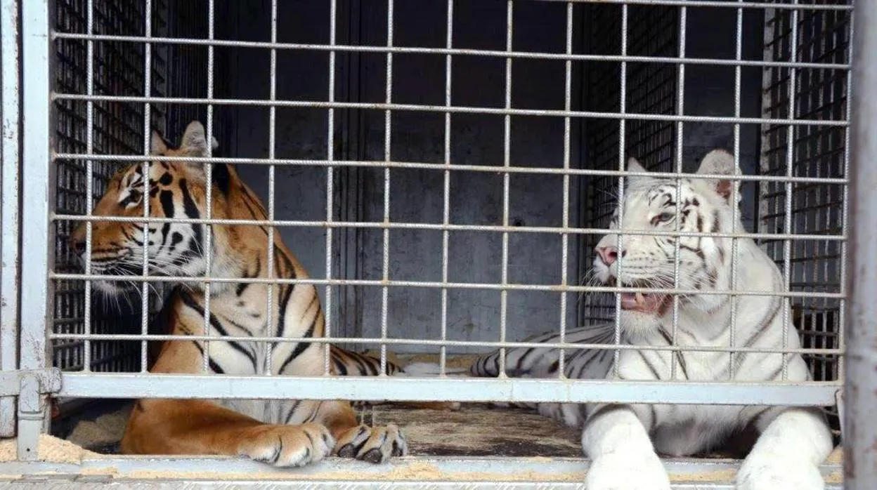 Crean una base de datos genética para combatir el tráfico ilegal de órganos de tigre