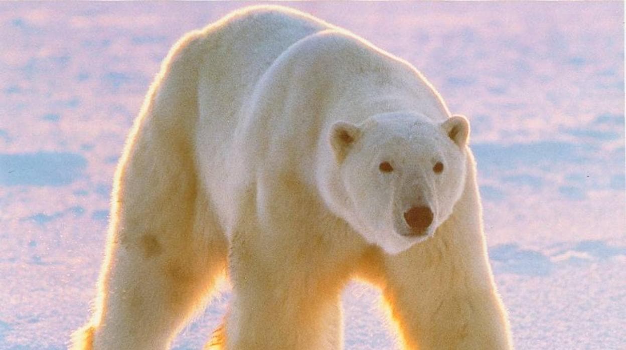 El pelo único del oso polar inspira un revolucionario aislante