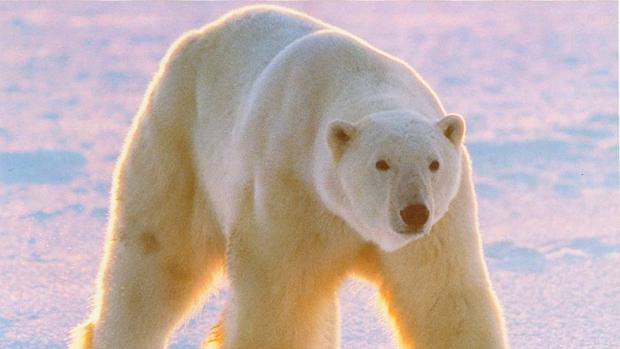 El pelo único del oso polar inspira un revolucionario aislante