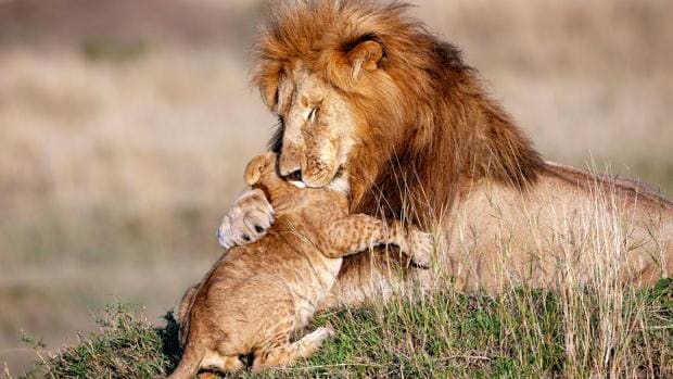 La tierna imagen de un león y su cachorro que recuerda a «El Rey León»