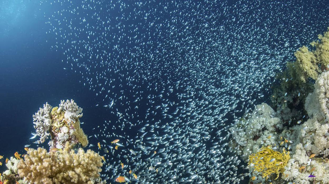 Las corrientes oceánicas conectan las pesquerías del mundo