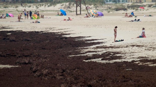 Una alga invasora se convierte en una pesadilla en el estrecho de Gibraltar