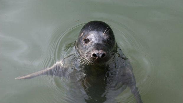 Las focas grises pueden imitar fragmentos de melodías humanas