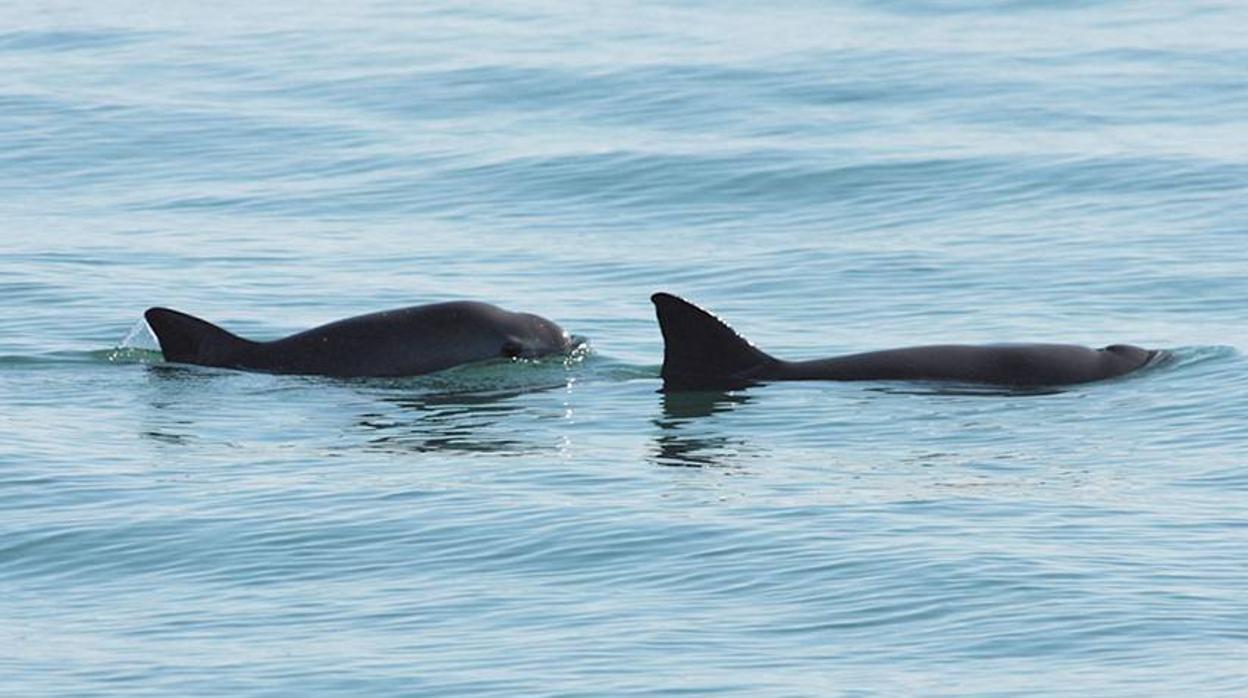 Vaquita