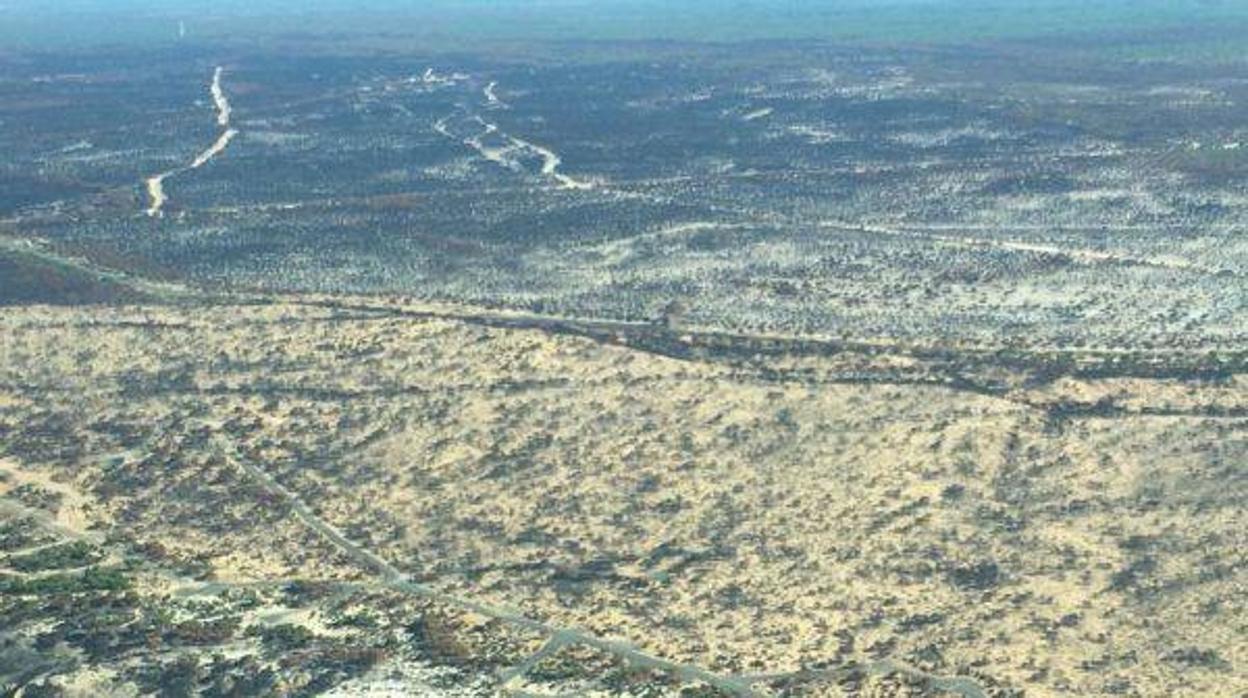 Cifran el impacto económico de un incendio forestal sobre las especies emblemáticas