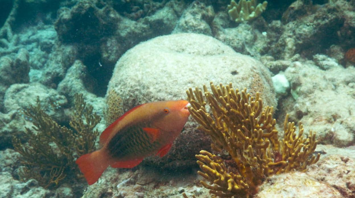¿Qué está matando, realmente, a los arrecifes de coral?