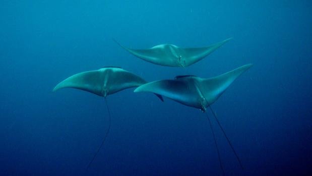 Las «rayas rinoceronte» son, ahora, los peces marinos más amenazados del mundo