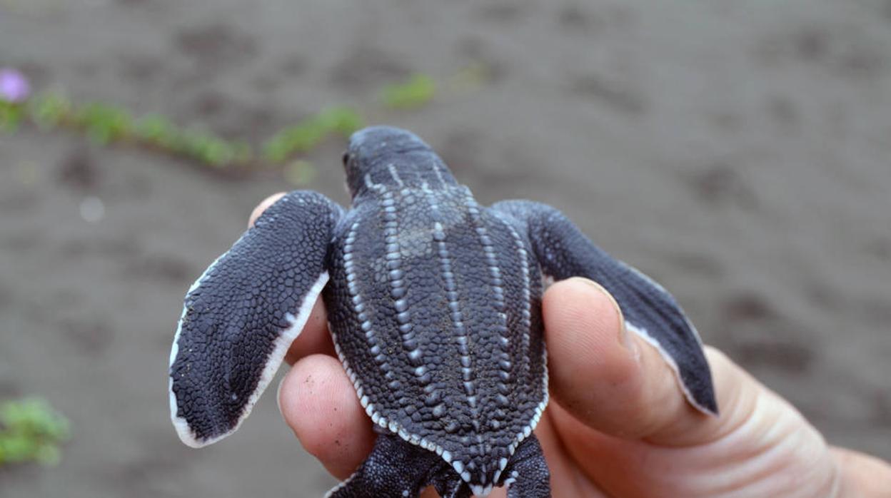 Describen una nueva enfermedad emergente que amenaza a las tortugas marinas