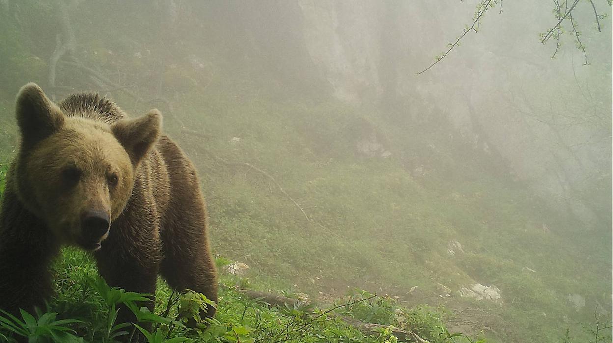 Un centenar de cámaras seguirán los basureros ilegales localizados en zonas oseras de la cordillera Cantábrica