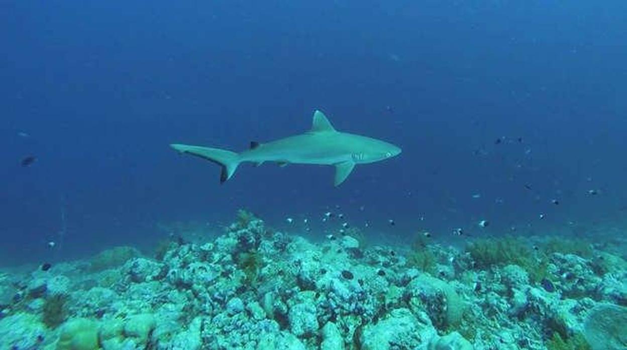 Los tiburones escasean y son más pequeños cerca de ciudades