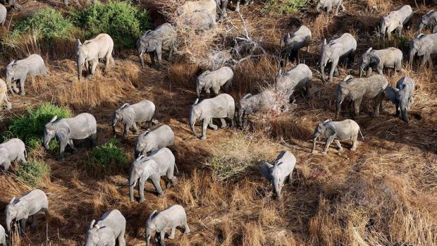 Los elefantes africanos ayudan a aumentar las existencias de carbono en la selva