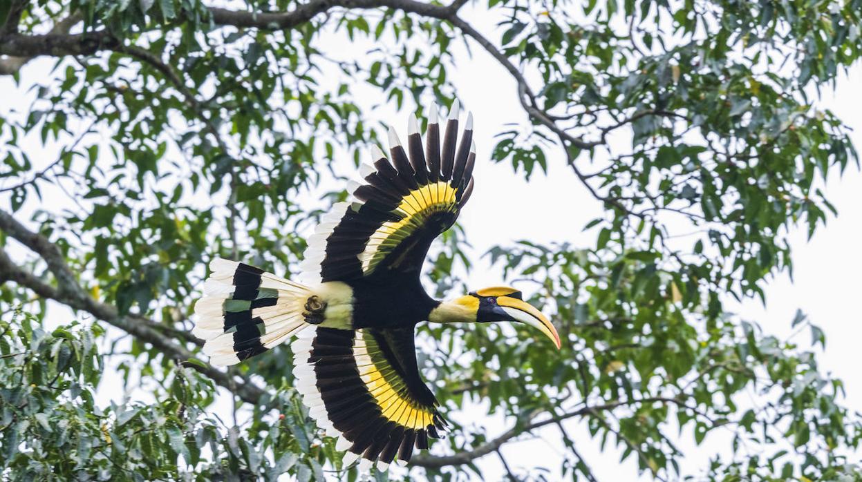 Las poblaciones de animales forestales se han reducido en un 53% desde 1970