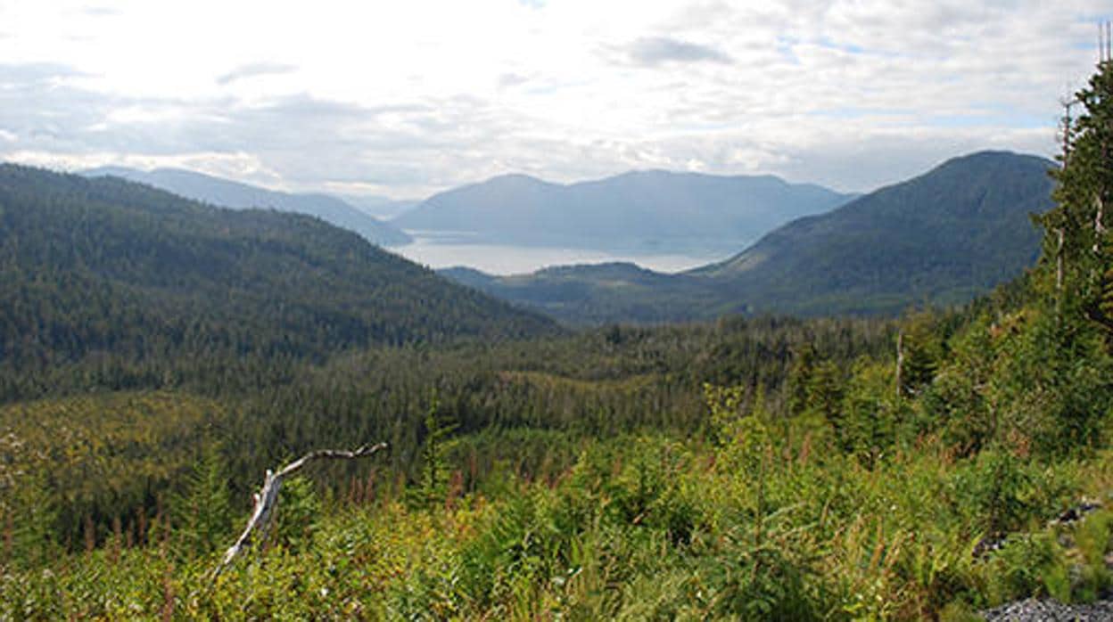 Trump permitirá la explotación de un importante bosque protegido de Alaska