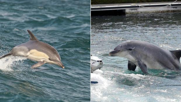 Hallado en la Bahía de Algeciras el primer delfín híbrido del mundo