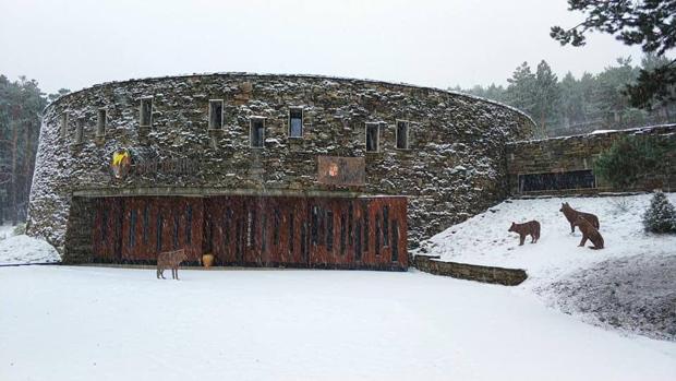 Puertas abiertas para conocer a los 4 cachorros del Centro del lobo de Sanabria