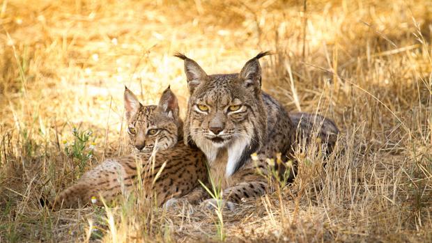 Lince ibérico: sus reintroducciones restauran la funcionalidad de los ecosistemas