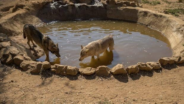 Salvan a una manada de lobos americanos de convertirse en las «dianas» de  los