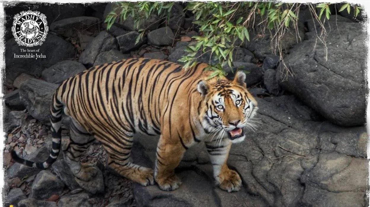 India duplica su población de tigres cuatro años antes de la fecha límite