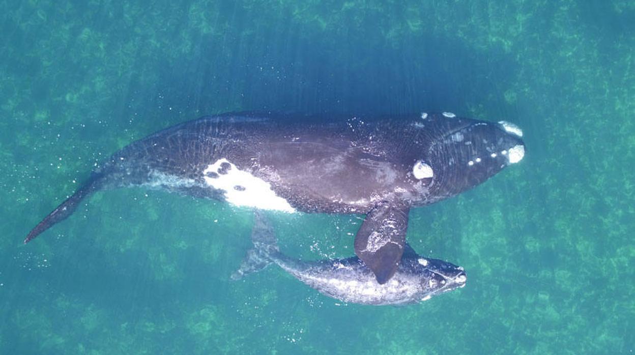 Un ejemplar de Ballena franca con su cría