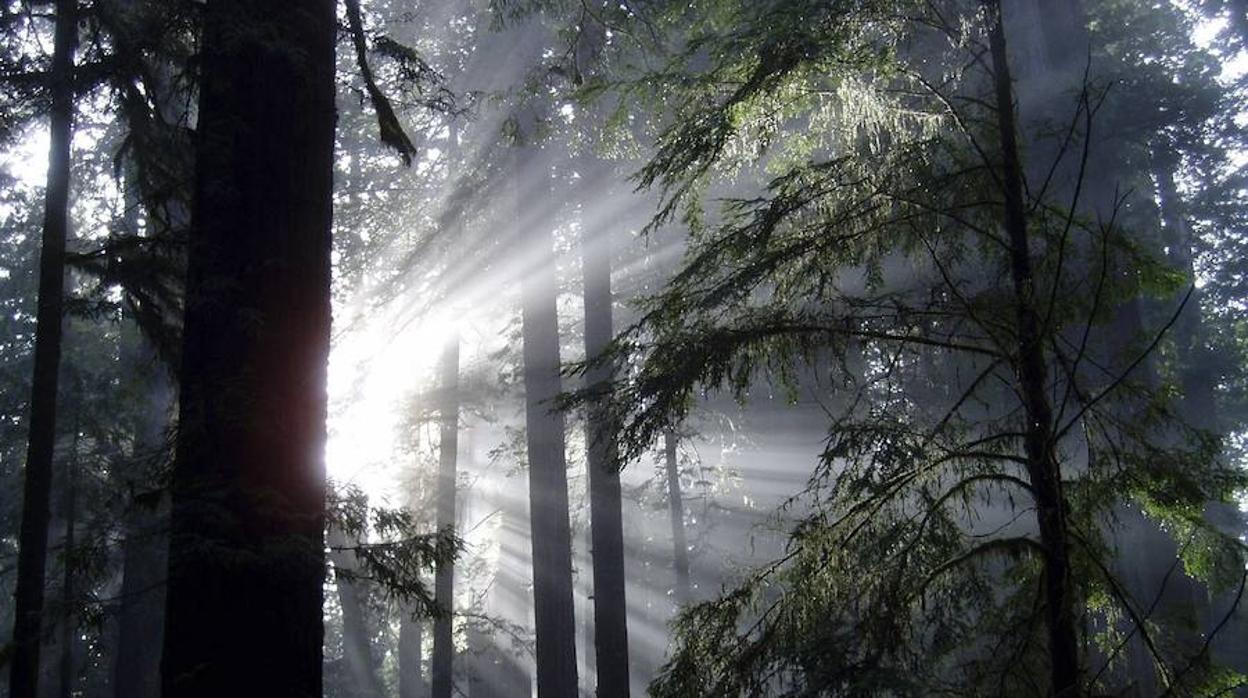 De la ciudad al desierto: lugares donde pueden aflorar nuevos bosques