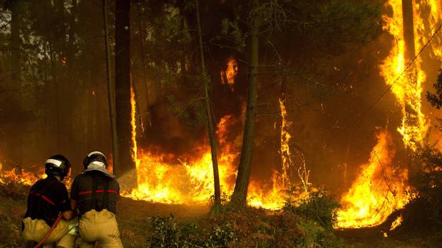 Así se debería actuar tras eventos masivos de mortalidad de árboles, como incendios y sequías