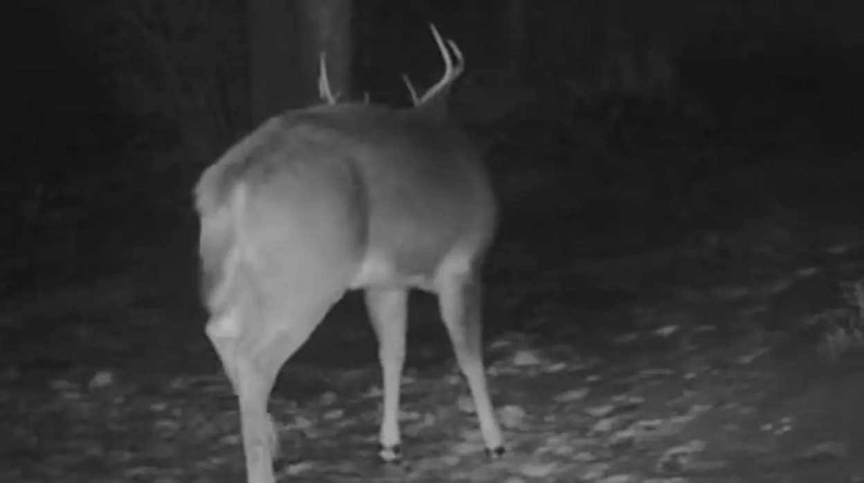 Un ciervo de ocho puntas se desprende de su cornamenta en Vermont