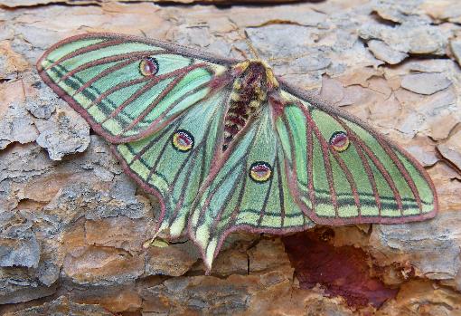 La mariposa más bella de Europa