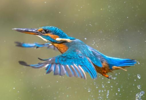 Martín pescador en pleno vuelo