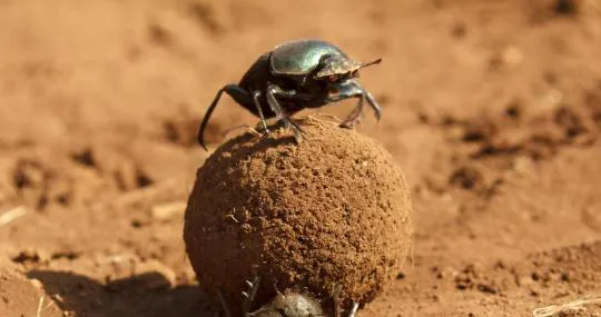 El escarabajo pelotero es un claro ejemplo de economía circular