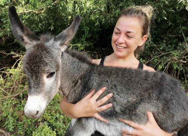 Burros para recuperar a los sanitarios de las secuelas psicológicas