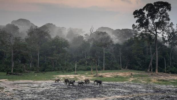 Las poblaciones de fauna salvaje disminuyen un 68 por ciento en menos de medio siglo