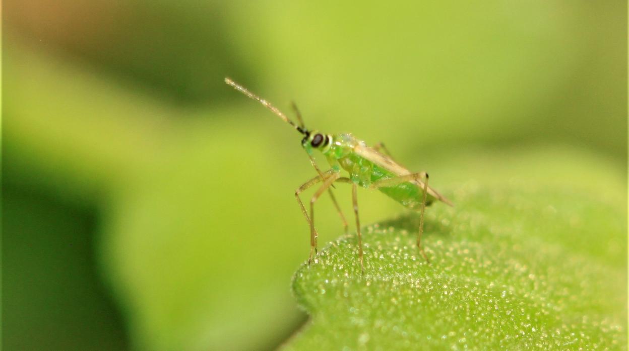 Microscópicos insectos ocuparán 25.000 hectáreas de cultivo de invernaderos mediterráneos