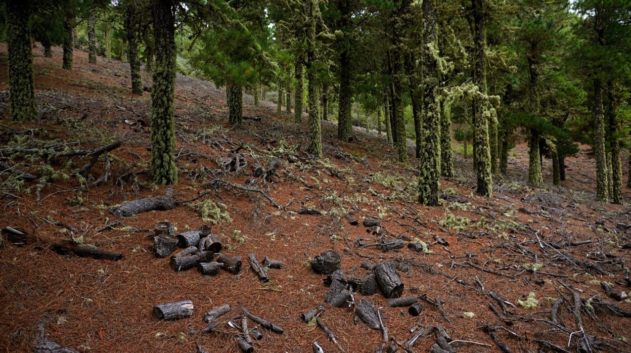 España asume el compromiso de eliminar la deforestación en relación con los productos agrícolas para 2025.