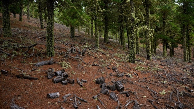 España afianza su lucha contra la deforestación