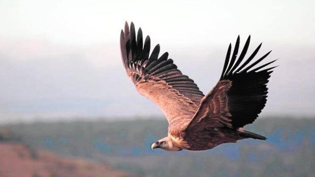 La Ruta del Vino Ribera del Duero, con el buitre leonado