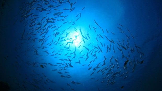 Pesca sostenible contra el cambio climático