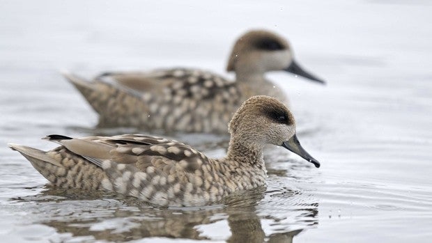 Proyecto LIFE Cerceta Pardilla: salvar al pato más amenazado de Europa