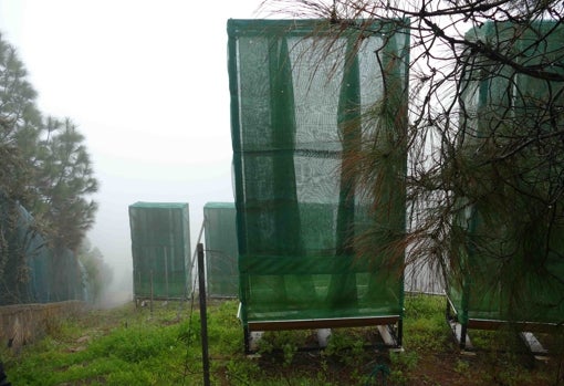 Captadores tradicionales de agua de niebla