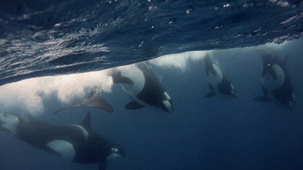 Orcas y neandertales colaboraban para cazar atunes