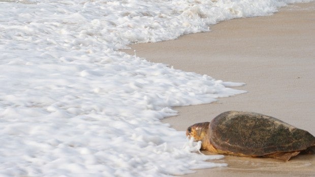 Tortugas con músculos de plástico