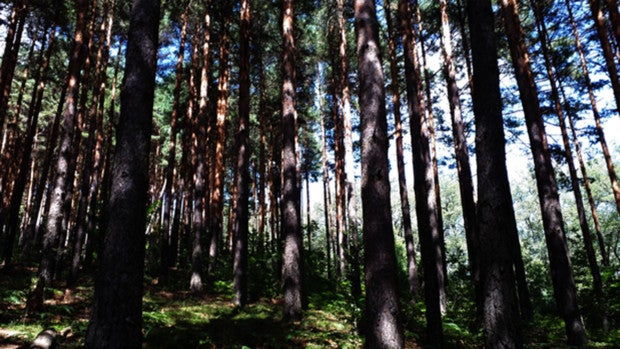 Los bosques constituyen grandes sumideros de carbono