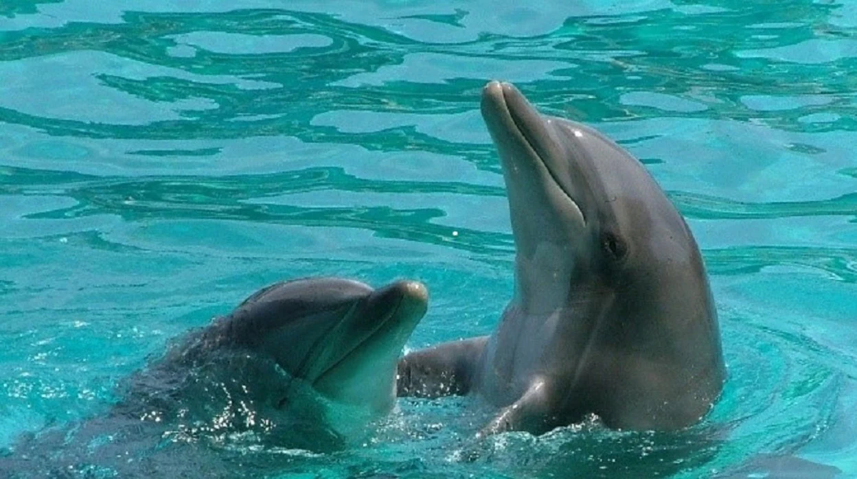 Los espermatozoides del delfín metabolizan ácidos grasos para facilitar la movilidad