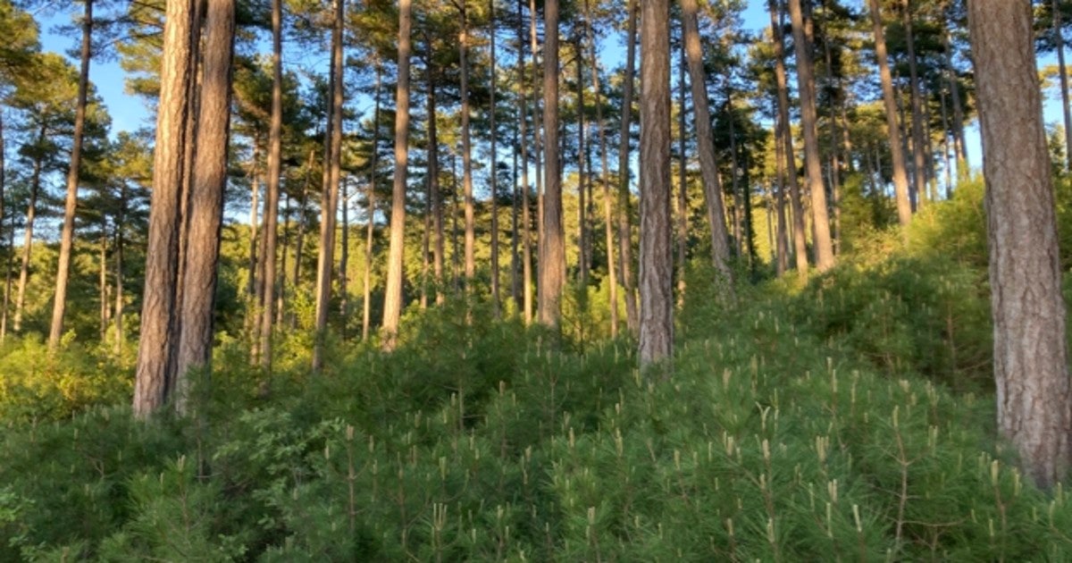 Árboles contra el cambio climático