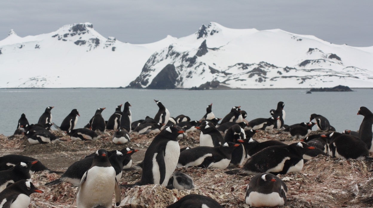 Colonia de pingüino papúa (Pyoscelis papua) en la península de Byers, una de las localidades incluidas en el estudio