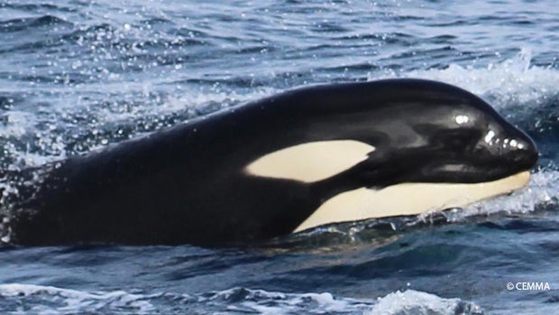 En marcha un estudio sobre la interacción de orcas con embarcaciones