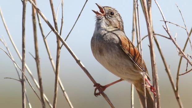 La silenciosa banda sonora de las aves