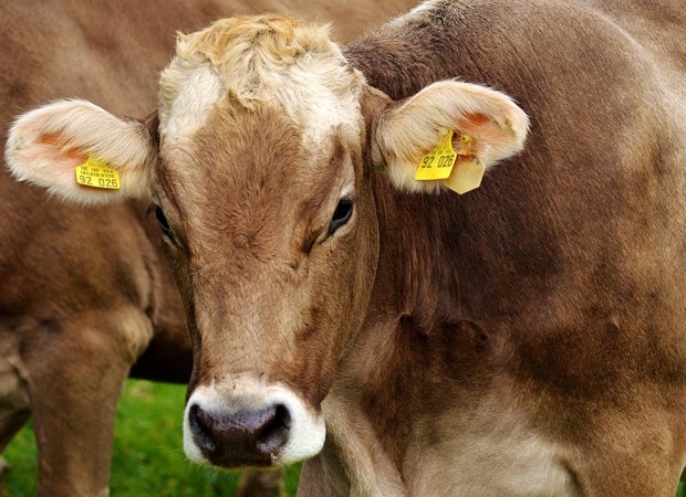 Primer aditivo alimentario mundial para reducir el metano en rumiantes